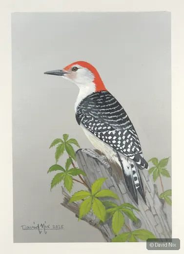 Red-bellied woodpecker with green foliage.