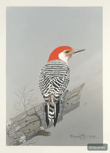 Red-bellied woodpecker on weathered board.