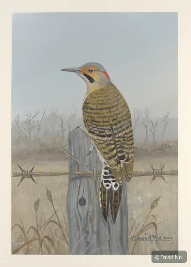 Flicker on fencepost in field.